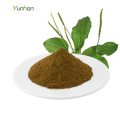 Asiatic Plantain Herb Extract